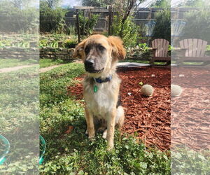 Golden Retriever-Unknown Mix Dogs for adoption in Aurora, CO, USA