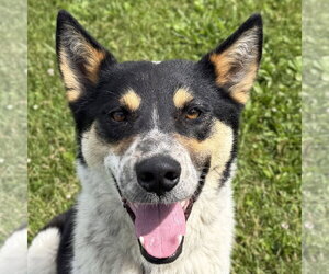 Mutt Dogs for adoption in Jefferson, WI, USA