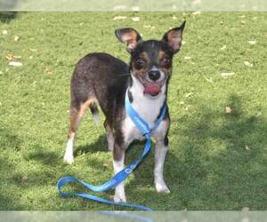 Chipin Dogs for adoption in Oroville, CA, USA