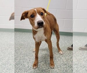 Labrador Retriever-Treeing Walker Coonhound Mix Dogs for adoption in Salisbury, NC, USA