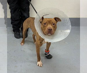 Mutt Dogs for adoption in Louisville, KY, USA