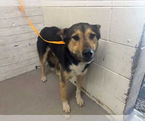 German Shepherd Dog-Unknown Mix Dogs for adoption in San Bernardino, CA, USA