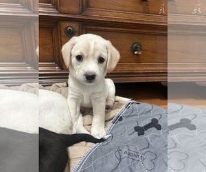 Mutt Dogs for adoption in Polson, MT, USA