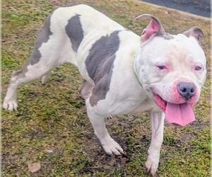 American Staffordshire Terrier Dogs for adoption in Akron, OH, USA