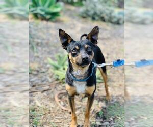 Miniature Pinscher Dogs for adoption in Seal Beach, CA, USA