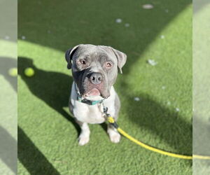 Mutt Dogs for adoption in Las Vegas, NV, USA