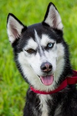 Alaskan Husky Dogs for adoption in Miami, FL, USA