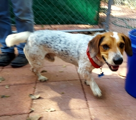 Beagi Dogs for adoption in Irving, TX, USA