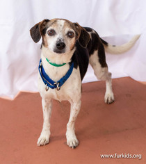 Jack-A-Bee Dogs for adoption in Alpharetta, GA, USA
