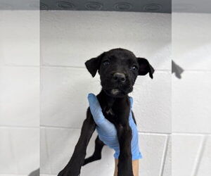 Labrador Retriever-Unknown Mix Dogs for adoption in San Bernardino, CA, USA