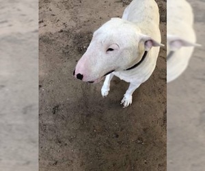 Bull Terrier Dogs for adoption in Mundelein, IL, USA