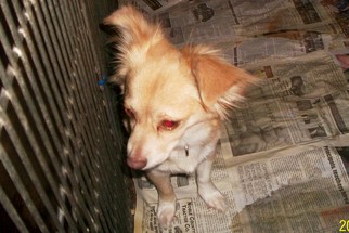 Chion Dogs for adoption in Perry, OK, USA