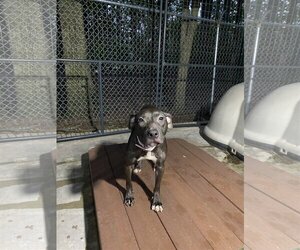 American Pit Bull Terrier-Unknown Mix Dogs for adoption in Albemarle, NC, USA