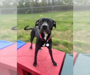 Labrador Retriever-Unknown Mix Dogs for adoption in Forestville, MD, USA