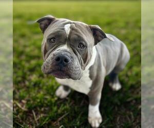 American Pit Bull Terrier Dogs for adoption in Chula Vista, CA, USA