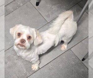 Shih Tzu Dogs for adoption in San Antonio, TX, USA