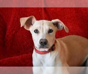 Chesapeake Bay Retriever Dogs for adoption in Eureka, CA, USA