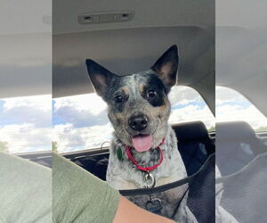 Mutt Dogs for adoption in Garden City, NY, USA