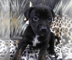Labrador Retriever-Unknown Mix Dogs for adoption in Thief River Falls, MN, USA