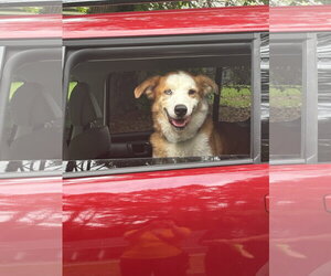 Australian Shepherd-Retriever  Mix Dogs for adoption in Decatur, GA, USA