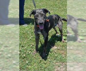 Catahoula Leopard Dog Dogs for adoption in Grovertown, IN, USA