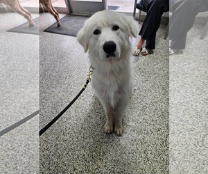 Great Pyrenees Dogs for adoption in Bountiful, UT, USA
