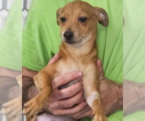 Chihuahua-Unknown Mix Dogs for adoption in Royal Palm Beach, FL, USA