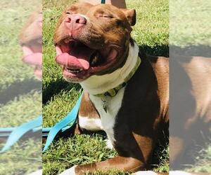 American Pit Bull Terrier Dogs for adoption in Towson, MD, USA
