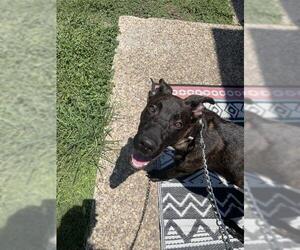 Mutt Dogs for adoption in San Antonio, TX, USA