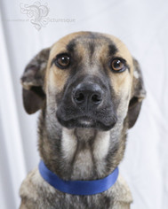 Medium Photo #1 Labrador Retriever-Unknown Mix Puppy For Sale in Pendleton, NY, USA