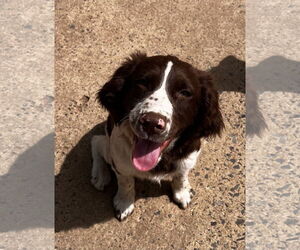English Springer Spaniel Dogs for adoption in Pottstown, PA, USA