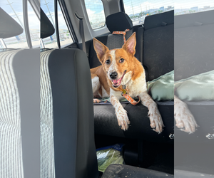 Mutt Dogs for adoption in Sandy, UT, USA