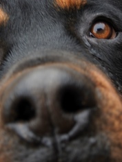Rottweiler Dogs for adoption in Prague, OK, USA