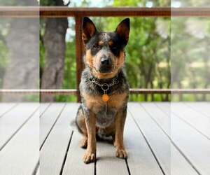 Mutt Dogs for adoption in Paso Robles, CA, USA