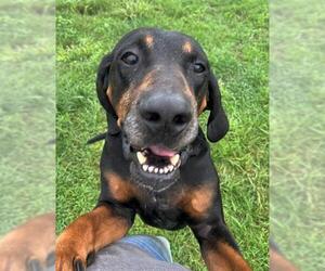 Black and Tan Coonhound-Unknown Mix Dogs for adoption in Monticello, IA, USA