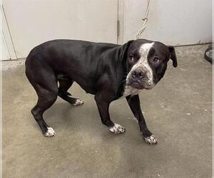 Staffordshire Bull Terrier-Unknown Mix Dogs for adoption in Rosenberg, TX, USA