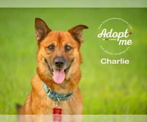 Golden Shepherd Dogs for adoption in Pearland, TX, USA
