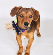 Border Terrier Dogs for adoption in Carrollton, TX, USA