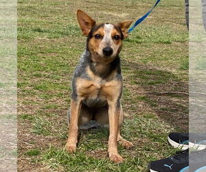 Mutt Dogs for adoption in Garden City, NY, USA