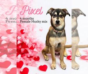 Siberian Husky-Unknown Mix Dogs for adoption in Anchorage, AK, USA