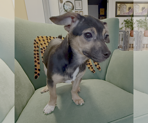 Chihuahua-Unknown Mix Dogs for adoption in Bellevue, WA, USA