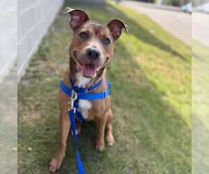American Pit Bull Terrier-German Shepherd Dog Mix Dogs for adoption in Boston, MA, USA
