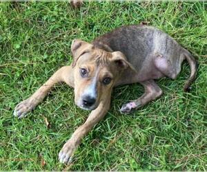 American Pit Bull Terrier-Mountain Cur Mix Dogs for adoption in Seahurst, WA, USA