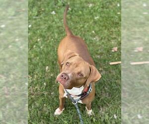 American Staffordshire Terrier Dogs for adoption in Fort Lauderdale, FL, USA