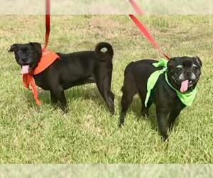 Pug Dogs for adoption in Texarkana, TX, USA