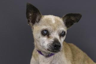 Chihuahua-Unknown Mix Dogs for adoption in West Palm Beach, FL, USA
