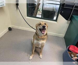 German Shepherd Dog-Unknown Mix Dogs for adoption in Pasadena, CA, USA
