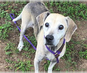 Treeing Walker Coonhound-Unknown Mix Dogs for adoption in Ocala, FL, USA