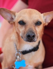 Chiweenie Dogs for adoption in Mt Laurel, NJ, USA