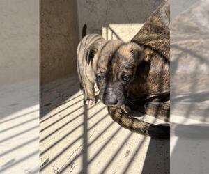 American Pit Bull Terrier-Unknown Mix Dogs for adoption in Oklahoma City, OK, USA